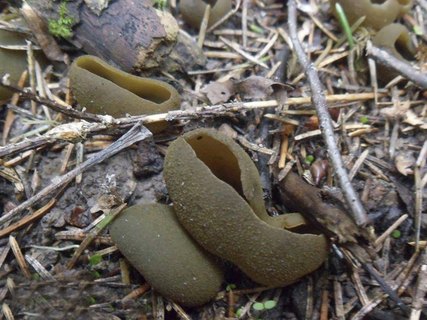 Peziza phyllogena