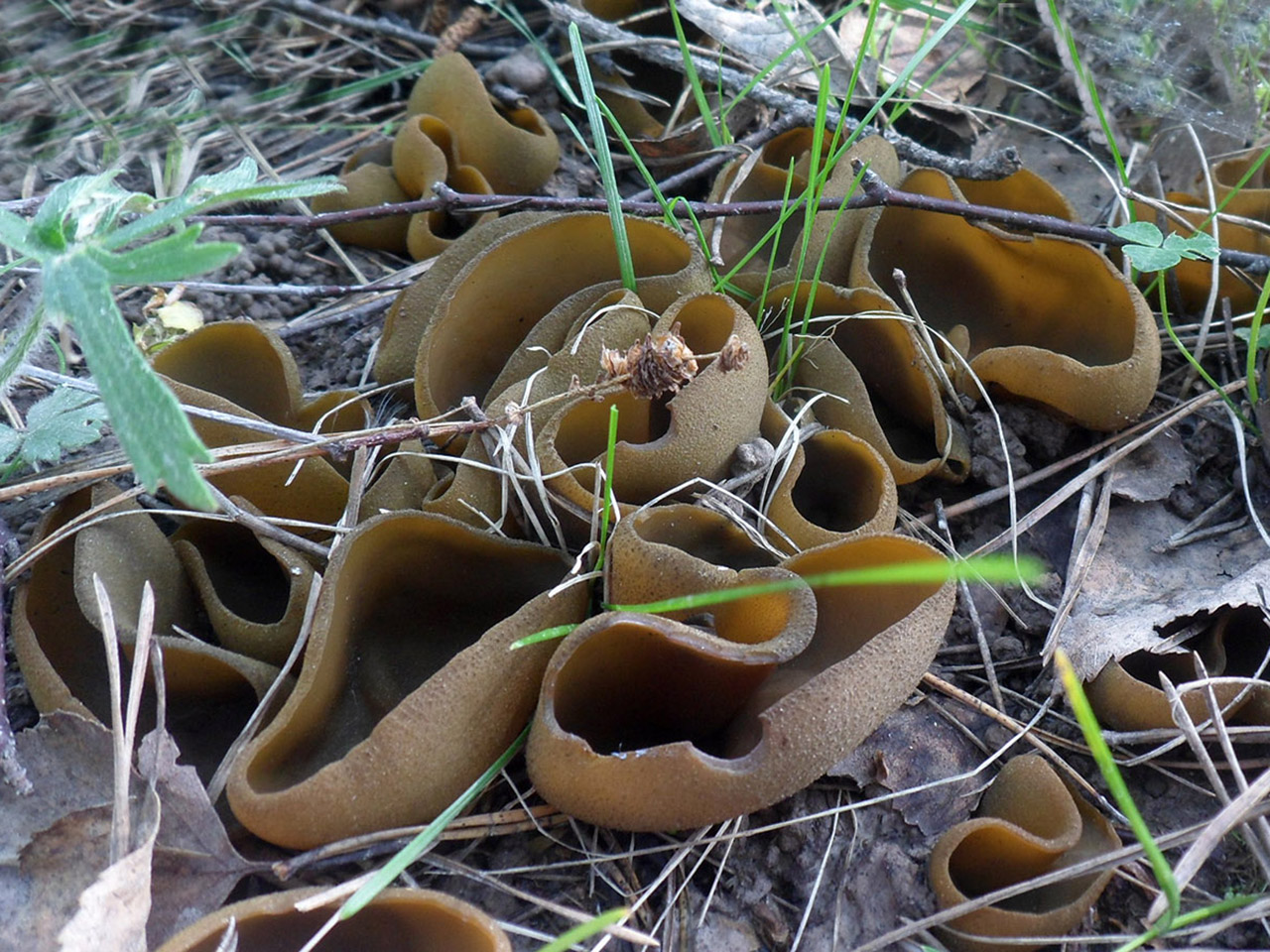 Peziza phyllogena