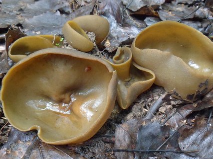 Peziza phyllogena