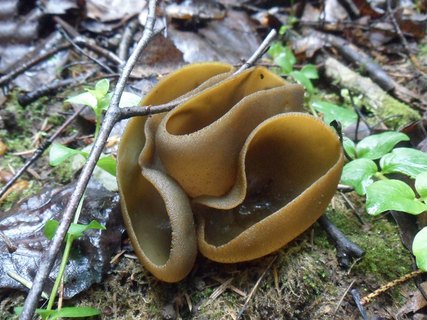 Peziza phyllogena