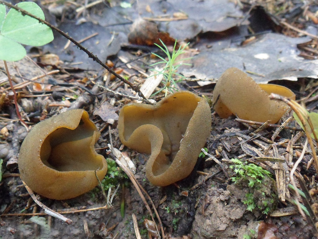 Peziza phyllogena