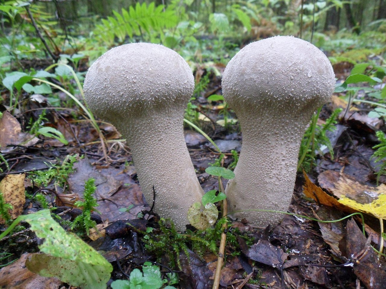 Lycoperdon excipuliforme