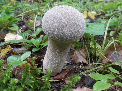 Lycoperdon excipuliforme