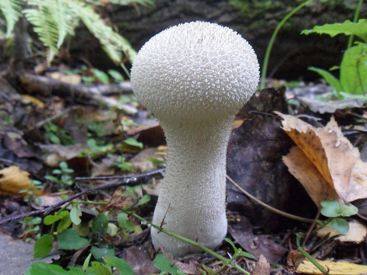 Lycoperdon excipuliforme