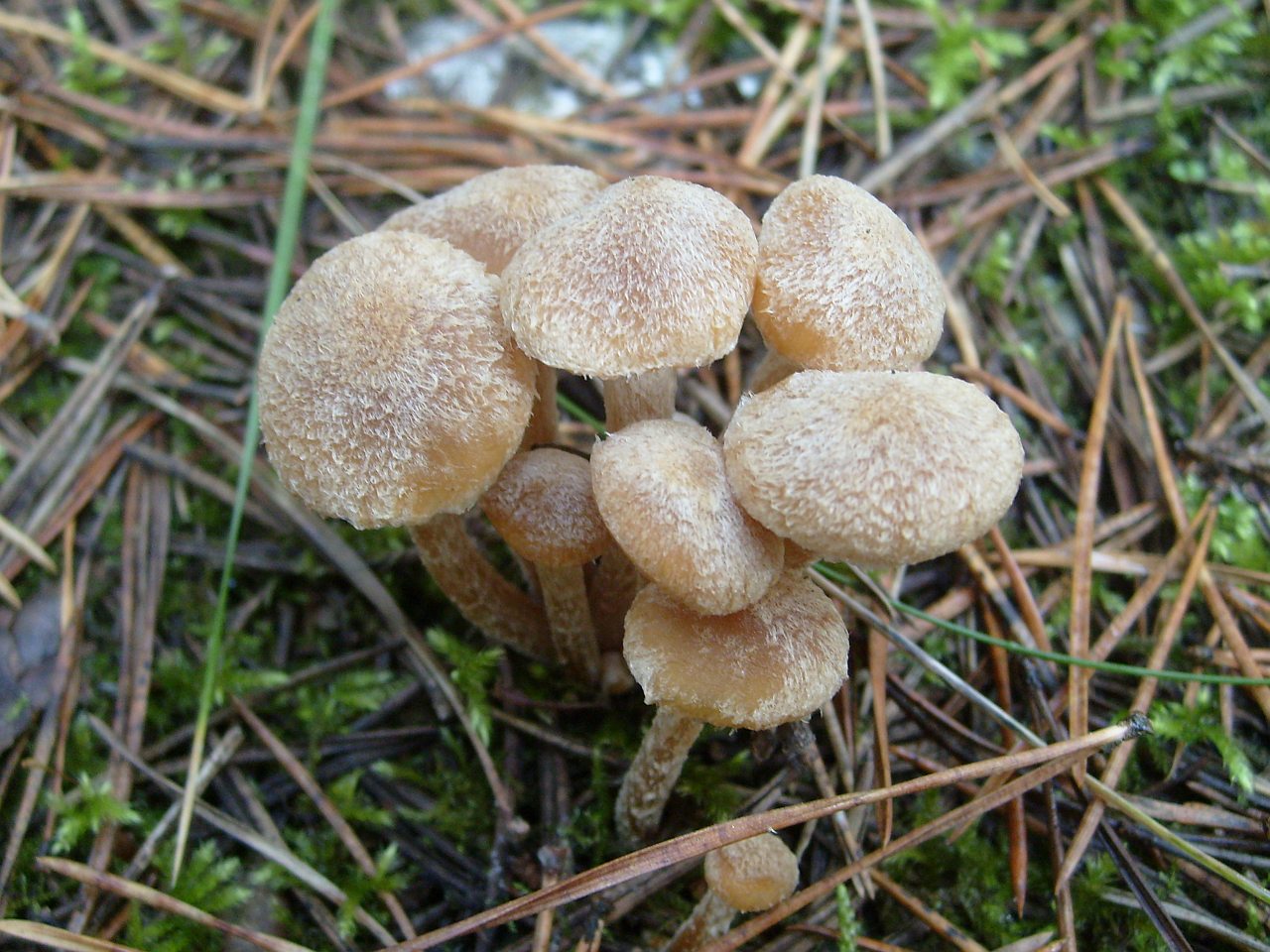 Lacrymaria lacrymabunda