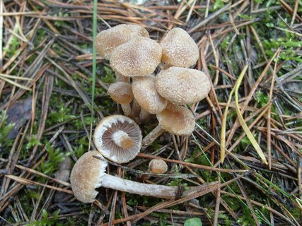 Lacrymaria lacrymabunda