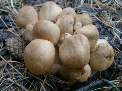 Lacrymaria lacrymabunda