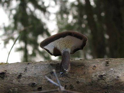 Lentinus brumalis MVK 20080405