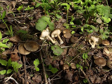 Lentinus substrictus MVK 20040516