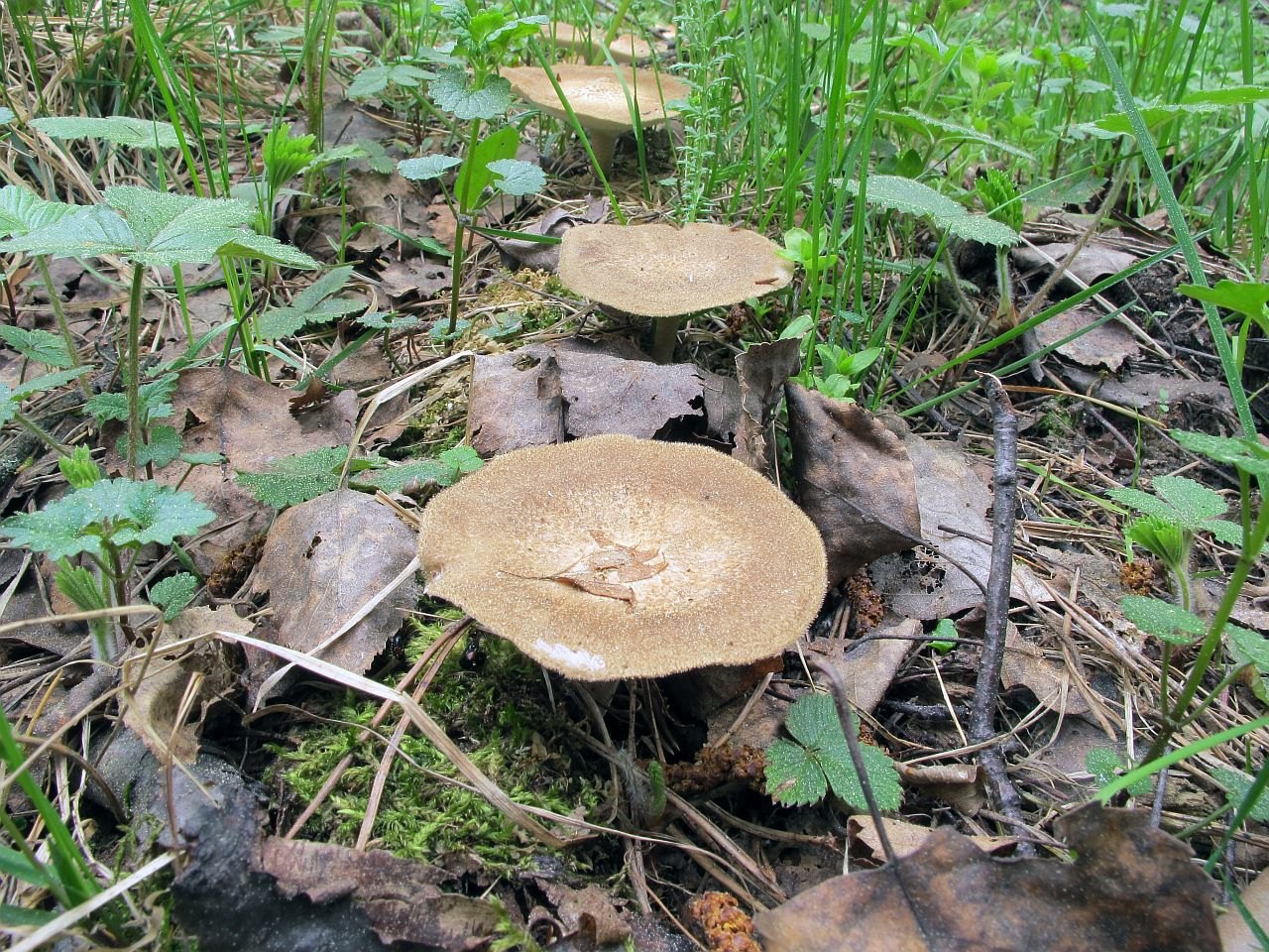 Lentinus substrictus