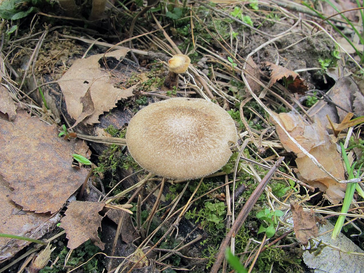 Lentinus substrictus MVK 20120511-04