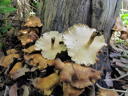 Lentinus substrictus MVK 20130519-03
