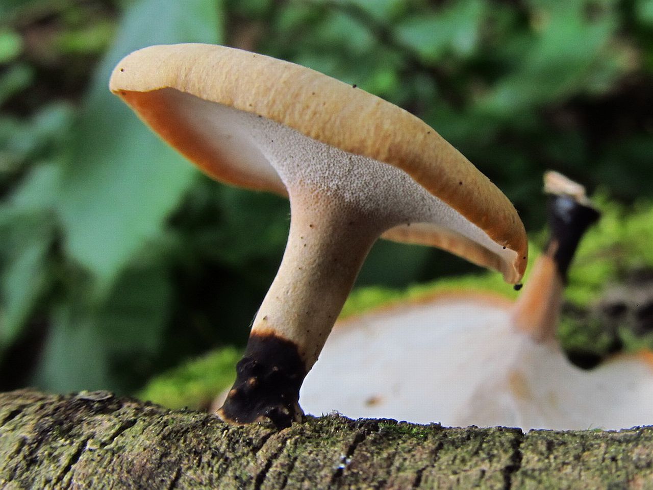 Cerioporus varius LYP 20120714-1