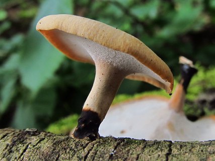 Cerioporus varius LYP 20120714-1