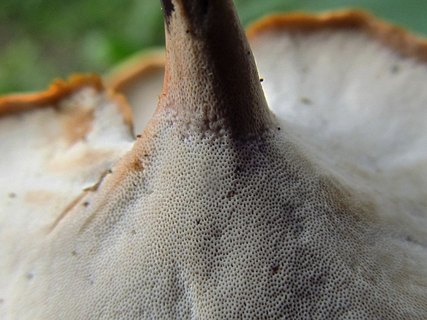 Cerioporus varius LYP 20120714-3