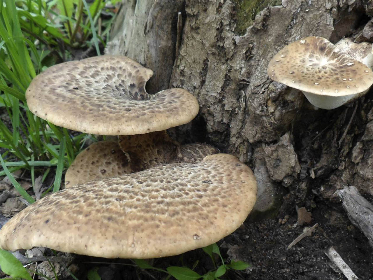 Cerioporus squamosus AMF 2014хххх-01