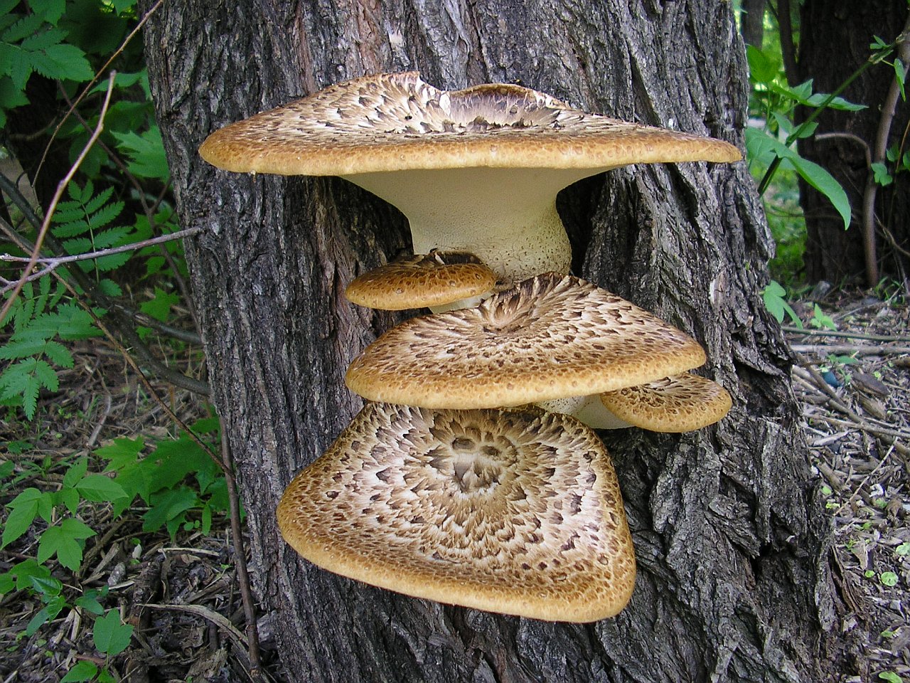 Cerioporus squamosus AYV 20050612