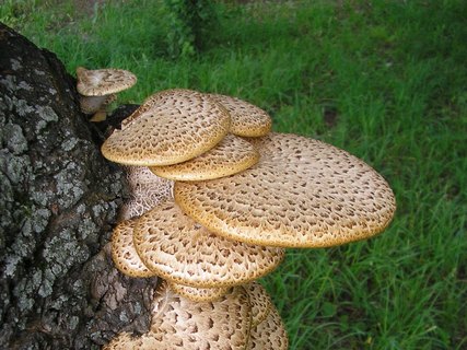 Cerioporus squamosus AYV 20060719