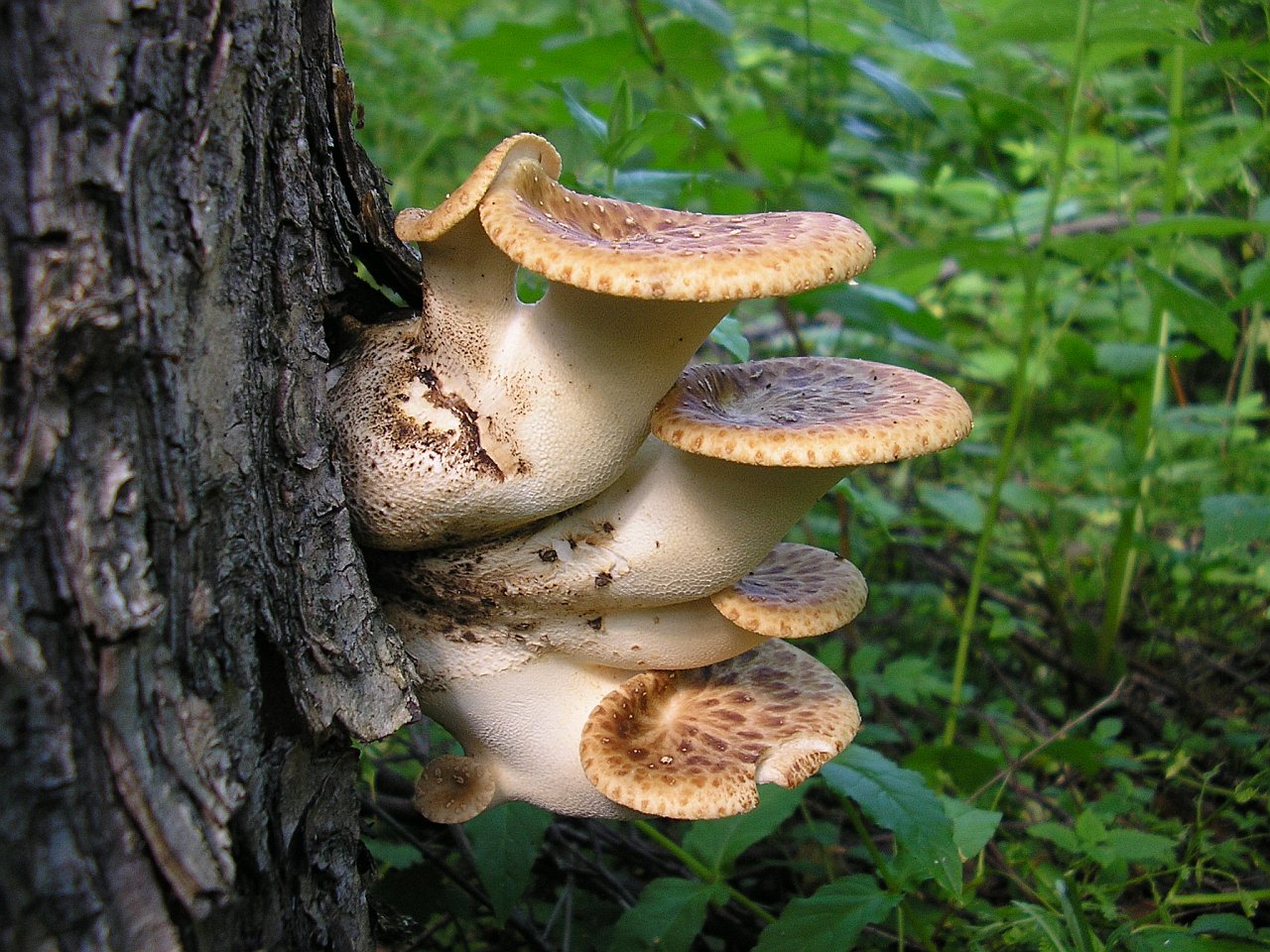 Cerioporus squamosus AYV 20060718