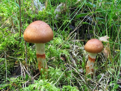 Cortinarius armillatus