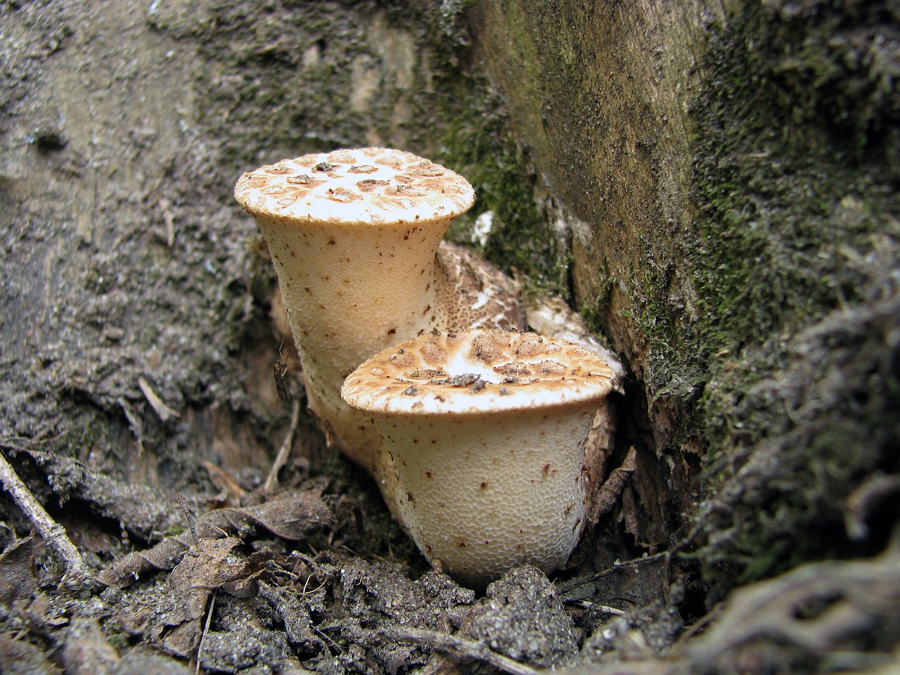 Cerioporus squamosus MVK 20090509-03