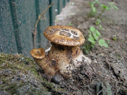 Cerioporus squamosus MVK 20090509-04