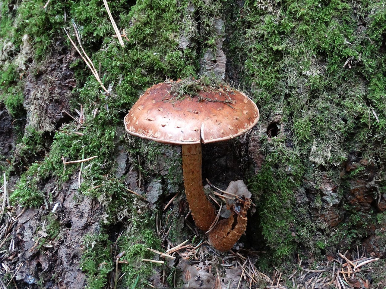 Hemistropharia albocrenulata AMF 20170922-12