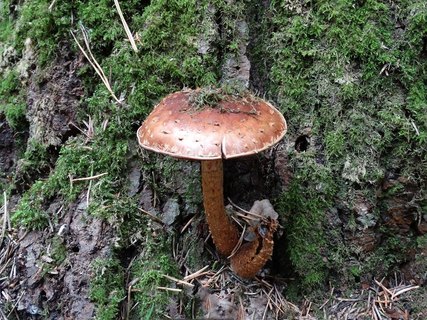 Hemistropharia albocrenulata AMF 20170922-12