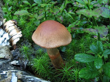 Cortinarius armillatus