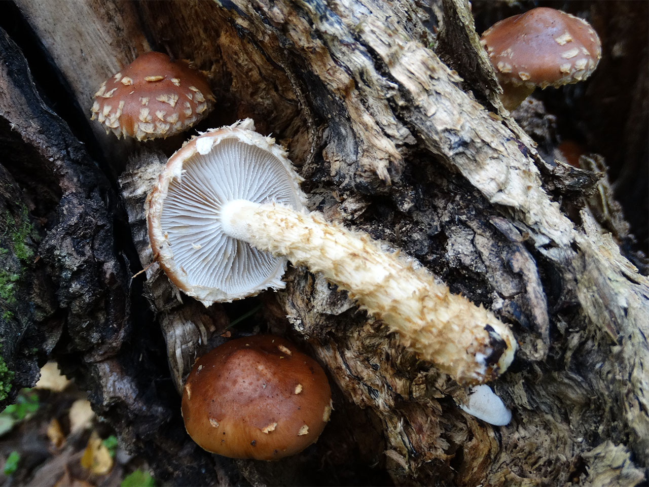 Hemistropharia albocrenulata AMF 20170920-07