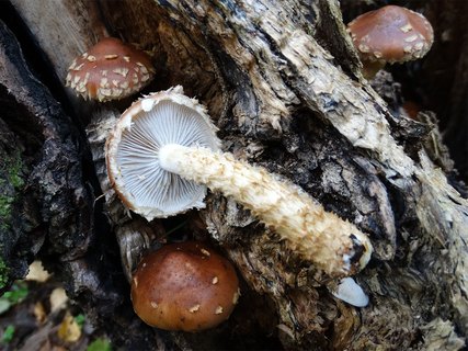 Hemistropharia albocrenulata AMF 20170920-07