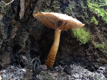 Hemistropharia albocrenulata AMF 20170922-09