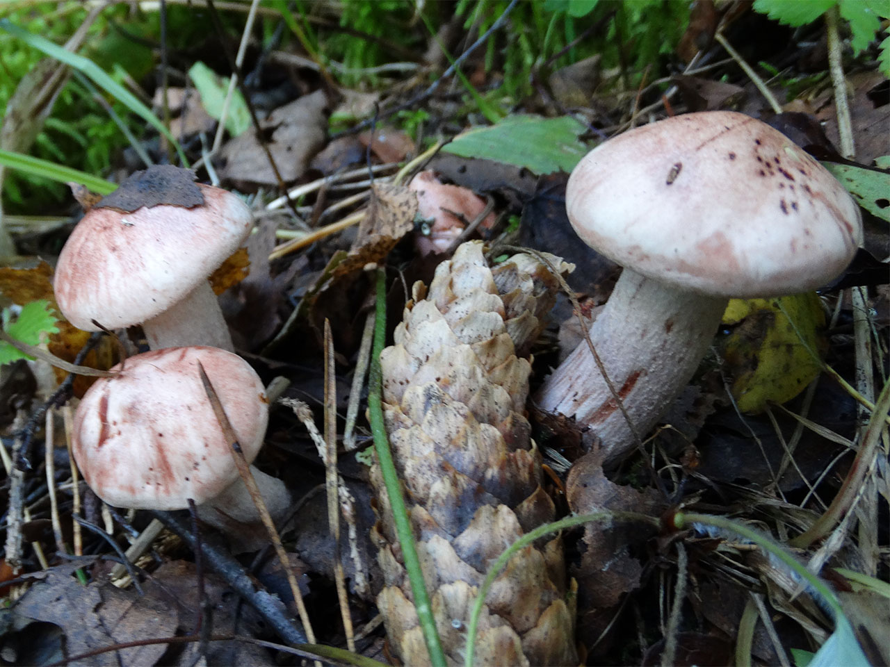 Hygrophorus erubescens AMF 20170920-01