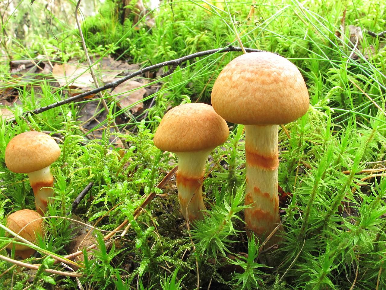 Cortinarius armillatus