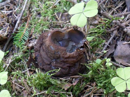Sarcosoma globosum AMF 20170515-09