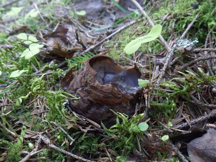 Sarcosoma globosum AMF 20170515-15