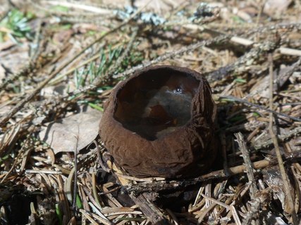 Sarcosoma globosum AMF 20170515-22