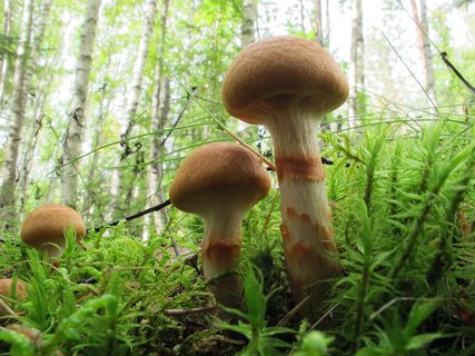 Cortinarius armillatus