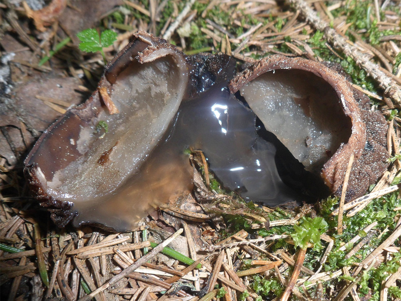 Sarcosoma globosum AMF 20170524-03