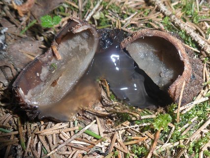 Sarcosoma globosum AMF 20170524-03
