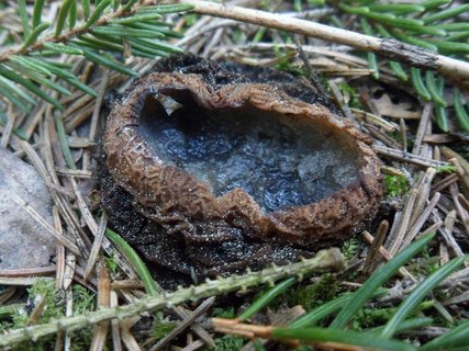 Sarcosoma globosum AMF 20170524-04