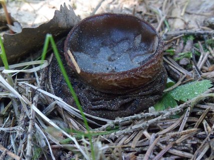 Sarcosoma globosum AMF 20170524-06