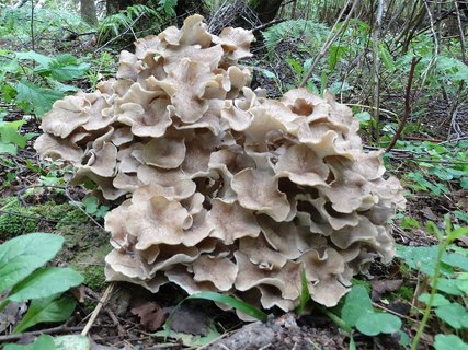 Polyporus umbellatus