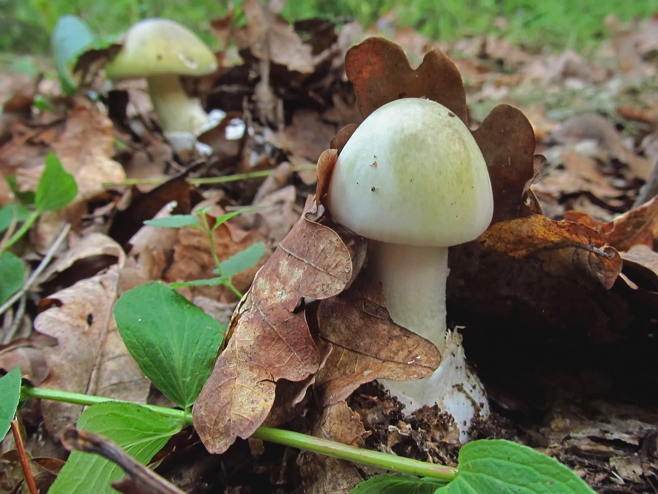 Amanita phalloides LYP 20170728-02