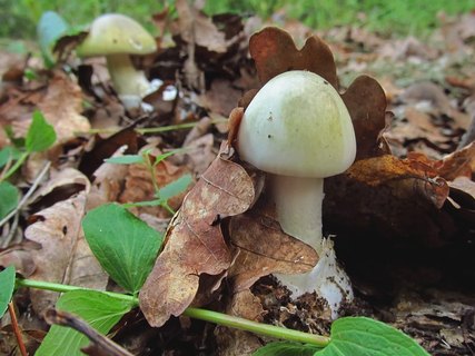 Amanita phalloides LYP 20170728-02