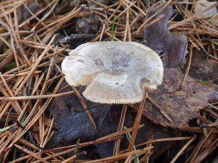 Rhizocybe pruinosa AMF 20170409-05