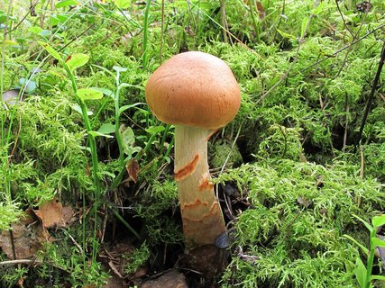Cortinarius armillatus