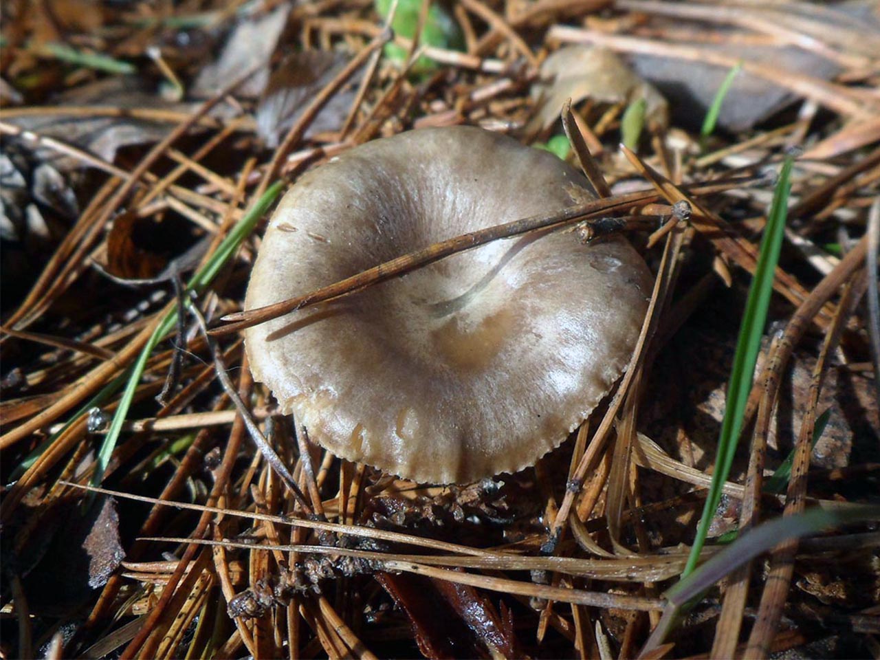 Rhizocybe pruinosa AMF 20170409-08