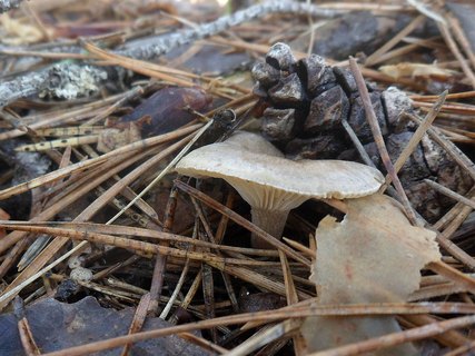 Rhizocybe pruinosa AMF 20170409-10