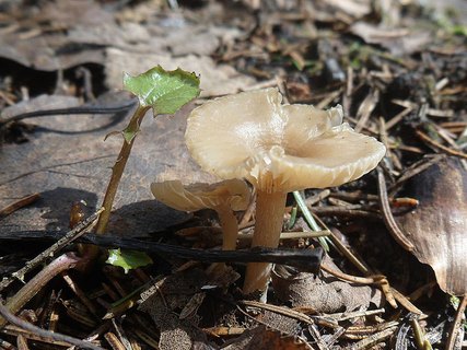 Rhizocybe pruinosa AMF 20170429-01